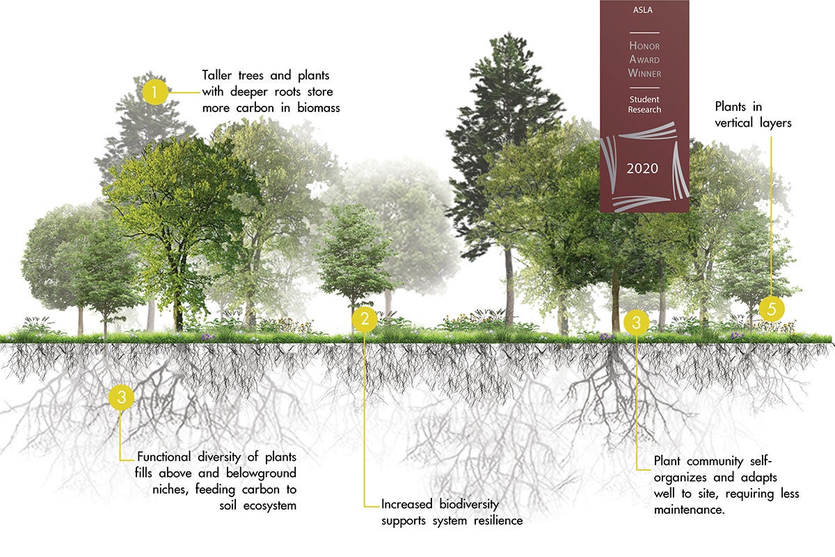 graphic of trees and root system