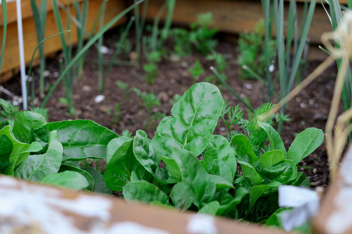 Photo of leafy greens in a raised garden bed