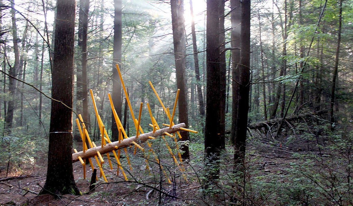 artwork by David Buckley Borden in Harvard Forest