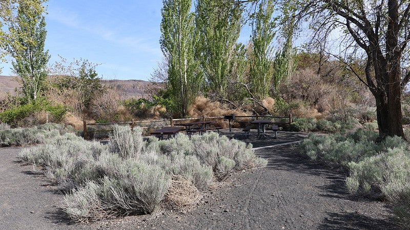 Plant filled scene in a high desert. 