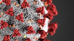 image of COVID-19 virus