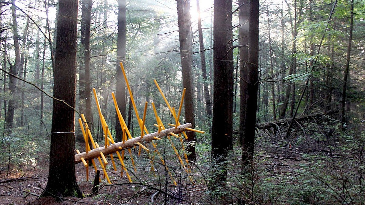 artwork by David Buckley Borden in Harvard Forest