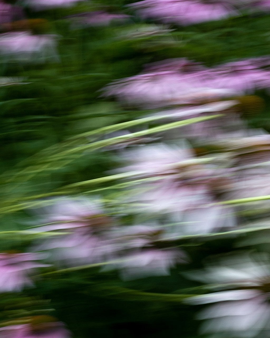 Blurred photograph of flowers. Streaks of green, pink/magenta, and white can be seen in the movement of the photo. 