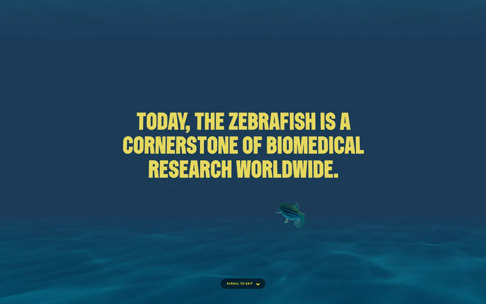 Frame from the animated experience: a zebrafish swims beneath the words "Today, the zebrafish is a cornerstone of biomedical research worldwide."