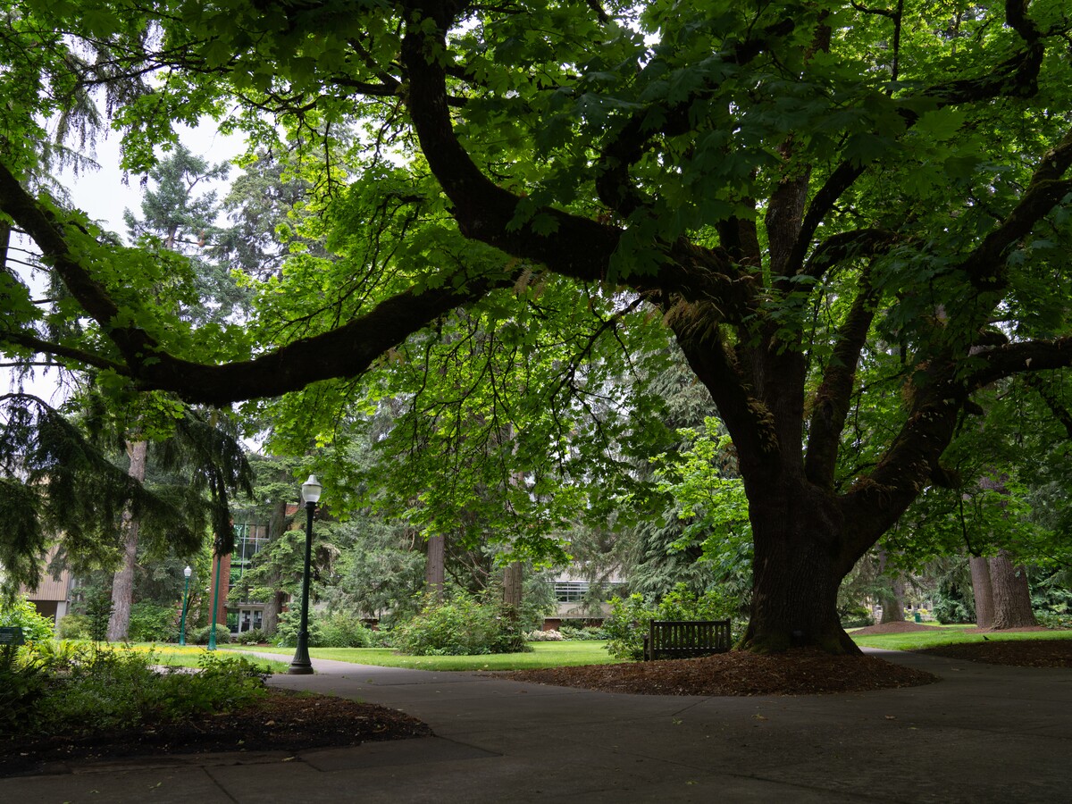 The big leaf maple tree near University Hall.