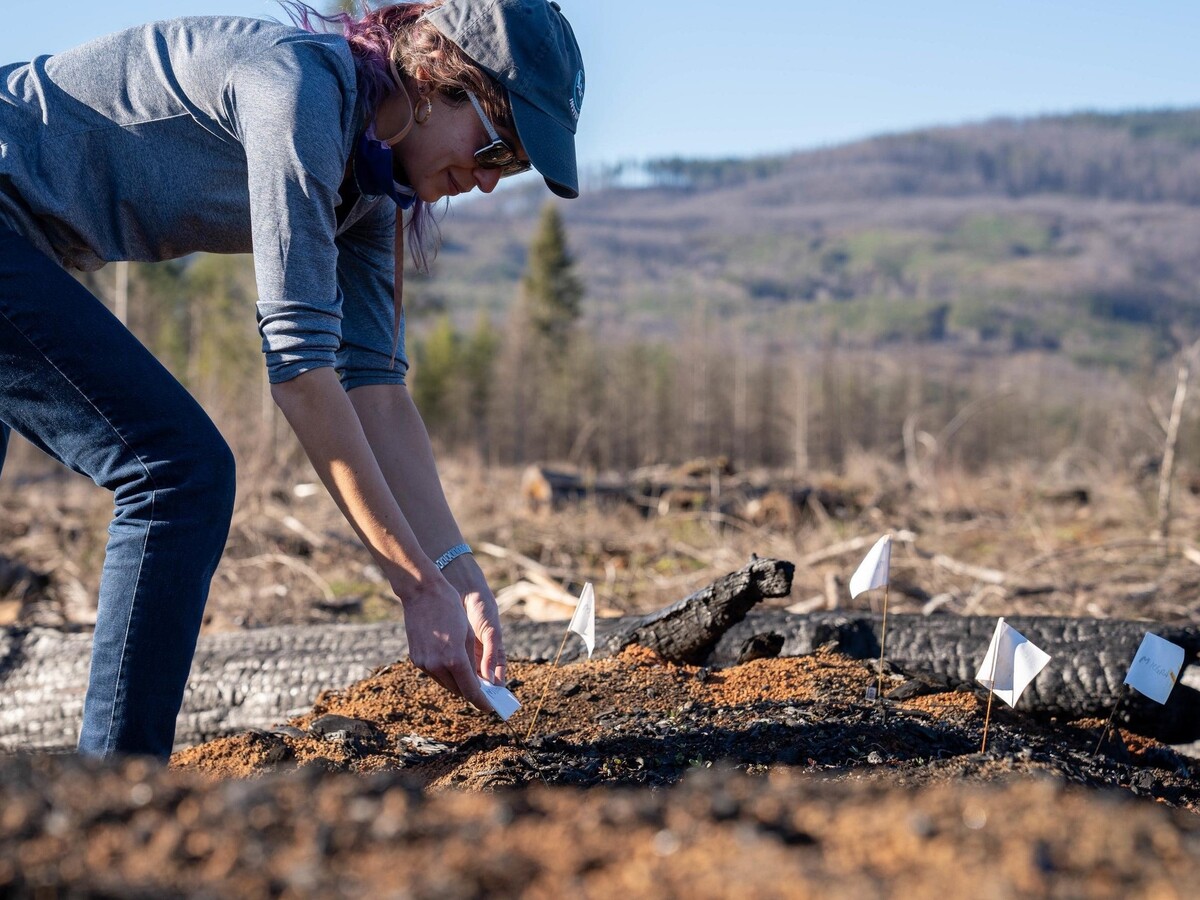 A researcher places monitoring equipment in a forest clearing.