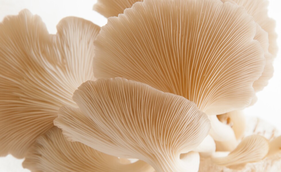 The delicate gills of oyster mushrooms fill the frame.