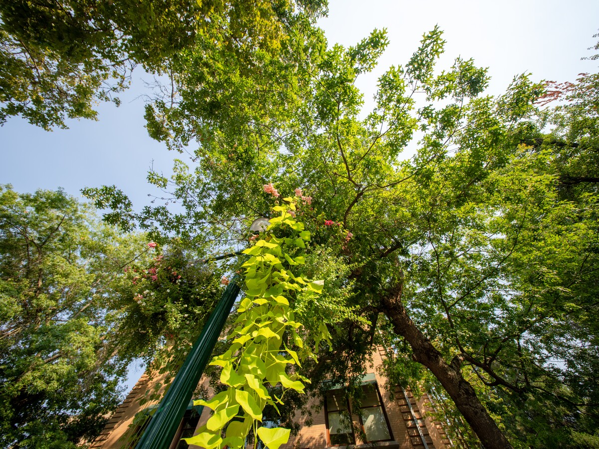 Sunlight filters through trees and flowering vines on campus.
