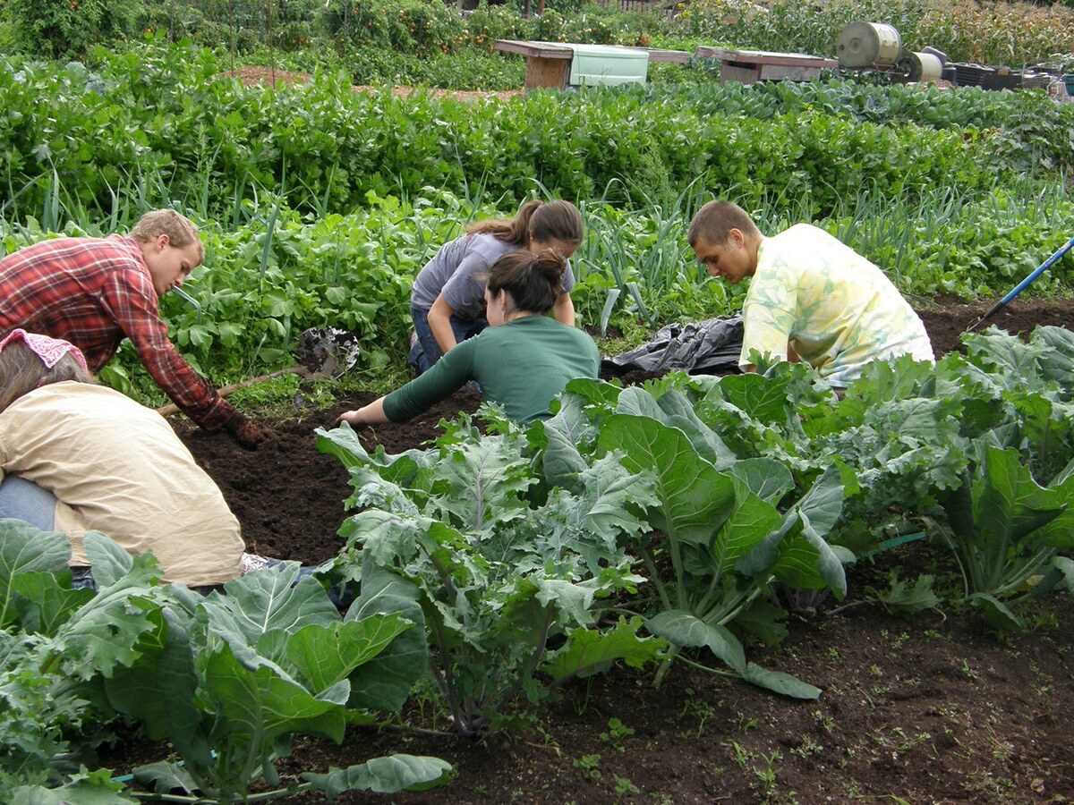 Students volunteer together at a farm.