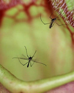 The mosquito Wyeomyia smithii depositing eggs in the purple pitcher plant