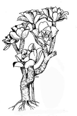 Line drawing of a succulent plant