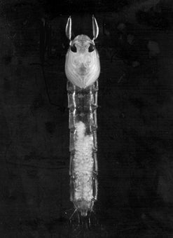 Black and white photo of Chaoborus flavicans pupa