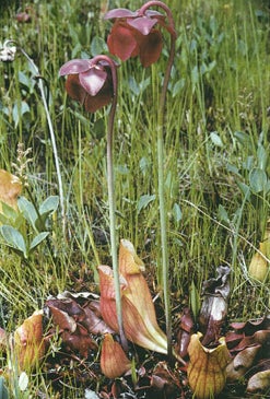 Photo of purple pitcher plant