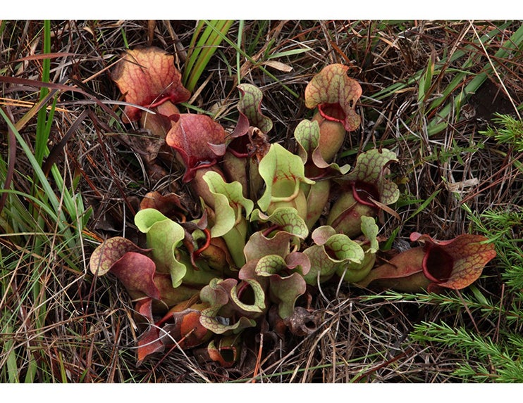 Purple pitcher plant, central Florida