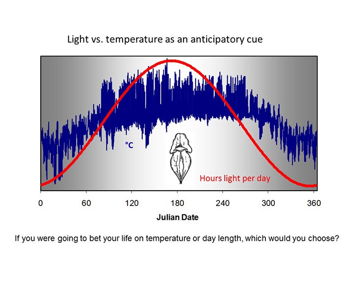Graph showing hours of light per day