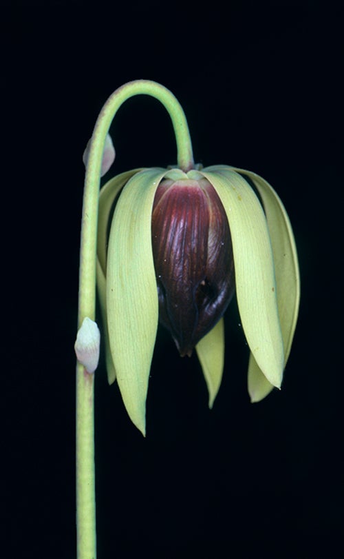 Darlingtonia californica (Oregon coast) - a close relative of Sarracenia