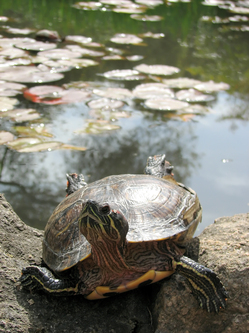 A turtle on a log