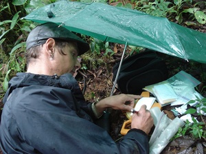 A man outdoors collecting DNA under an umbrella