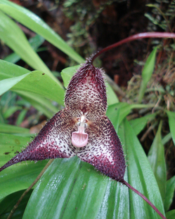 A purple Dracula orchid