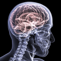 A computer model of a person's body, spinal cord and brain