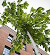A tree near a building