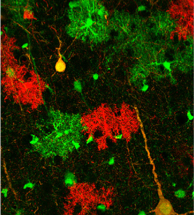 Colors on a black background representing cells