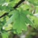 A leaf on a branch