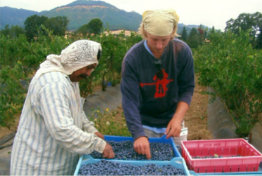 Two men picking through berries in field