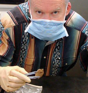 A man wearing a face mask, holding fossils in forceps