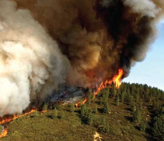 A wildfire burning a forest