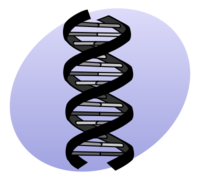 The structure of DNA