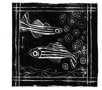 An artist's rendering of Zebra fish