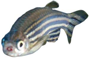 A Zebra fish
