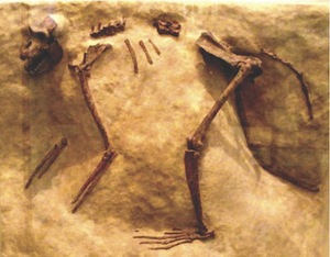 A monkey fossil