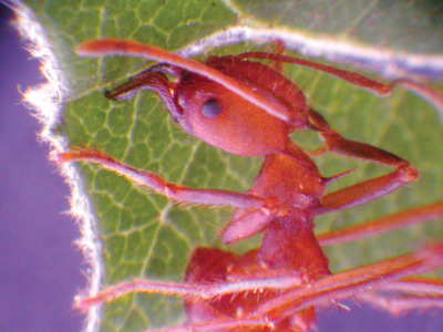 Thumbnail image for pDSCN9913wholeant.jpg