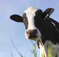 A cow