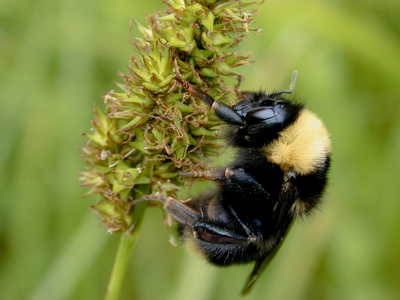 Bombus californicus 2001-05 on Carex densa Willow Creek LANE.jpg