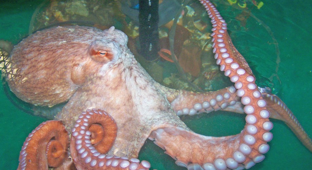 Giant octopus
