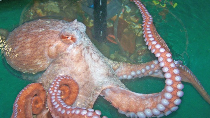 Giant octopus