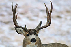 Mule deer