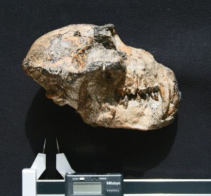 Skull