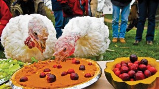Vegan Thanksgiving: Turkeys Feasting