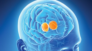 brain