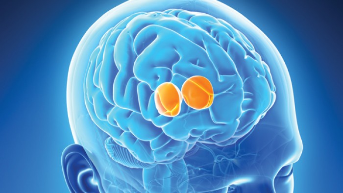 brain