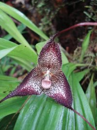 orchid.real.tobias