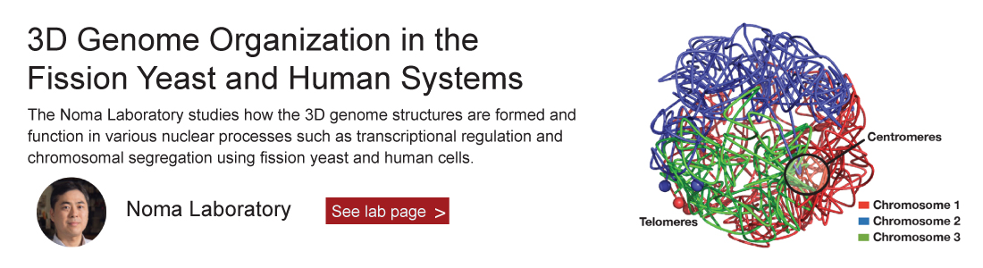 Noma laboratory　see homepage