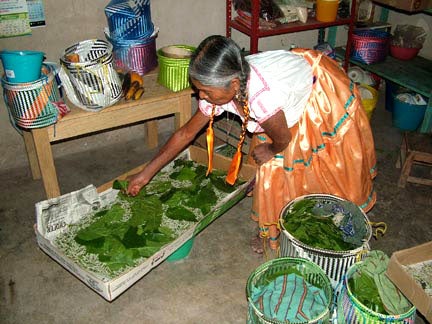 ramonasilkworms Zolia tending to silkworms.
