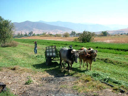 yuntabueyes Mules pulling a cart in a field in Colombia.