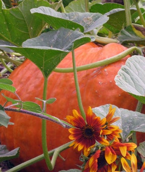 pumpkin-IMG_4756