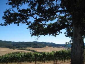wine-country-IMG_8348 Lorane Valley, Oregon—wine country